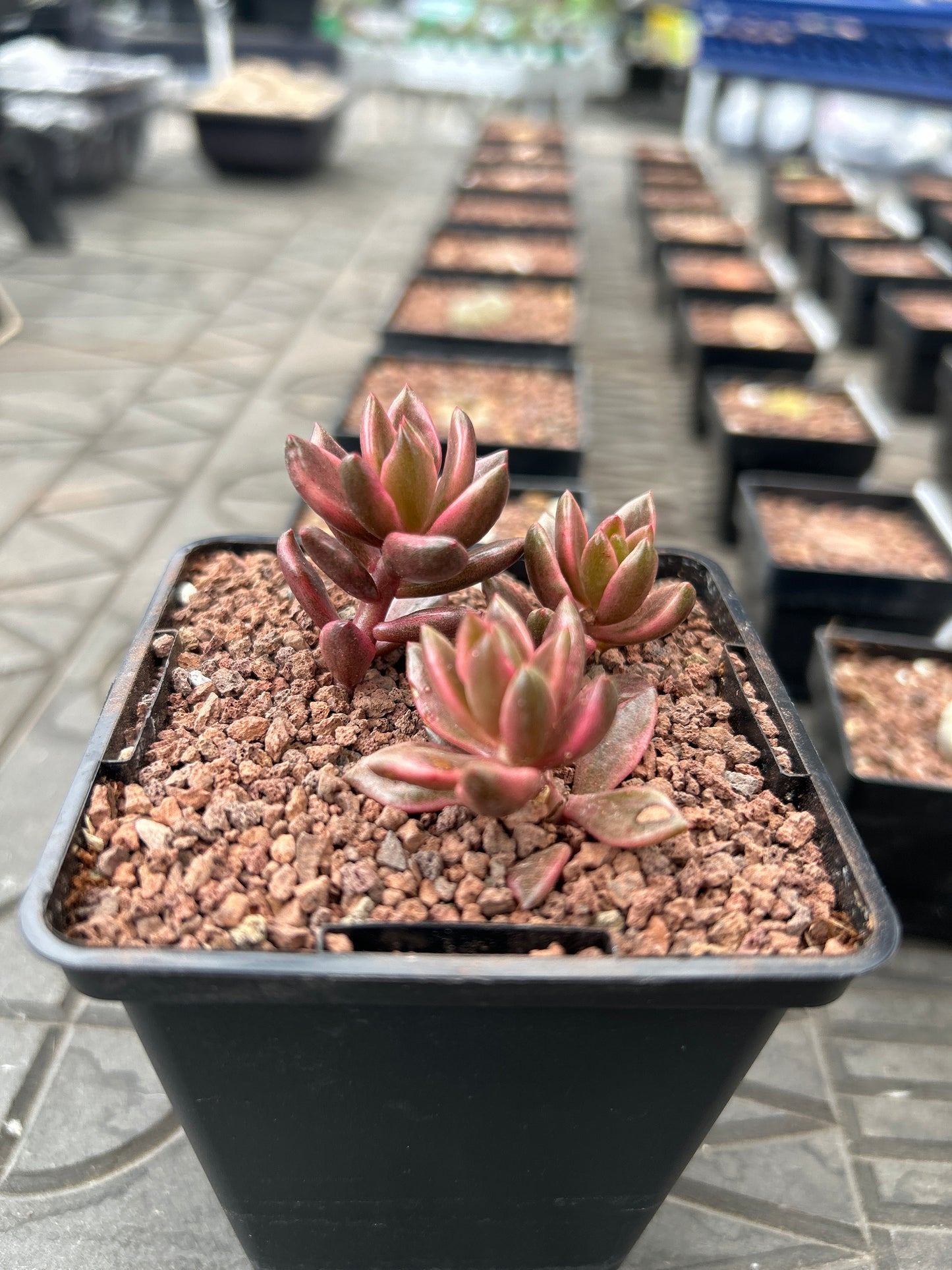 x Lenopetalum 'Chocolate and Strawberries'