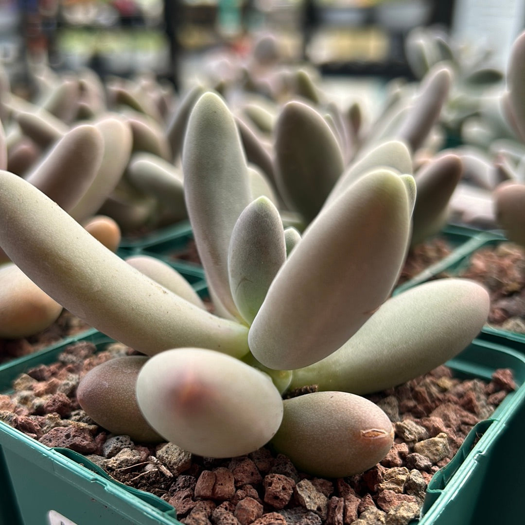 Pachyphytum saltense