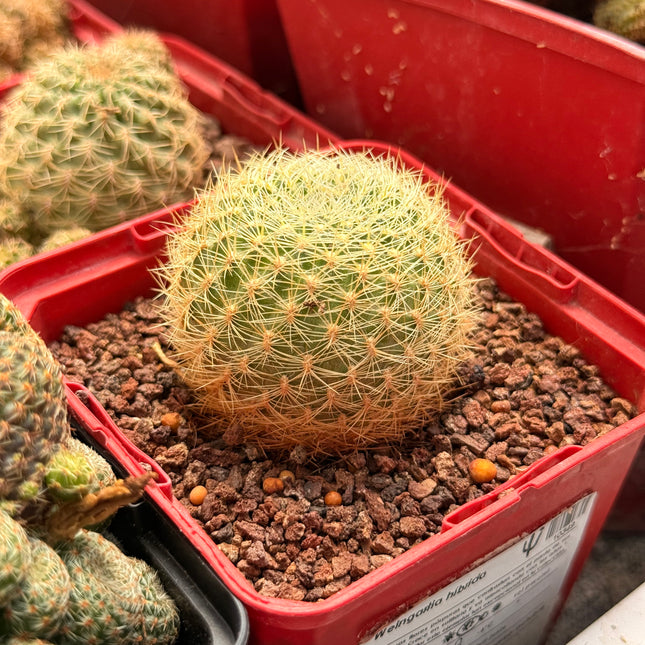 Aylostera walteri