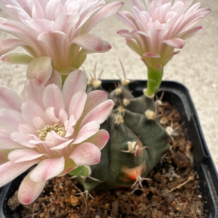 Gymnocalycium anisitsii var. damsii variegado