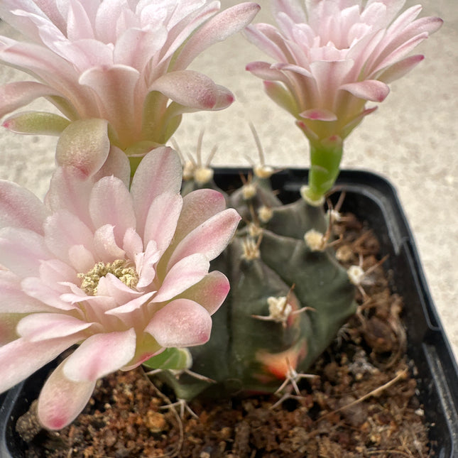 Gymnocalycium anisitsii var. damsii variegata