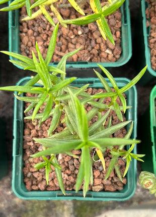 Crassula tetragona