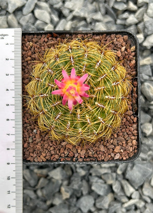 Peruvian Oroya