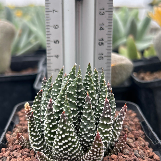 Tulista pumila 'Ohkuwae'