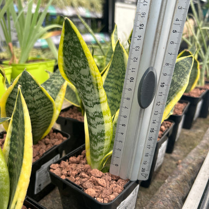 Dracaena trifasciata “Lengua de Suegra”