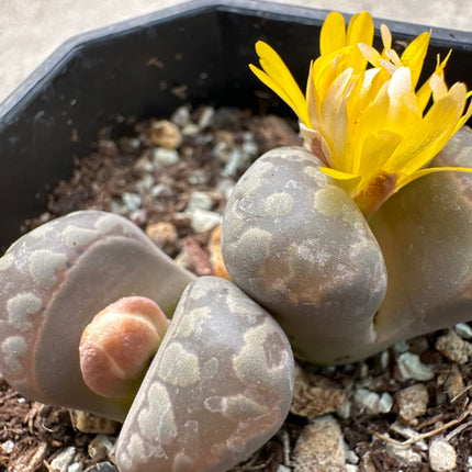 Lithops otzeniana C128