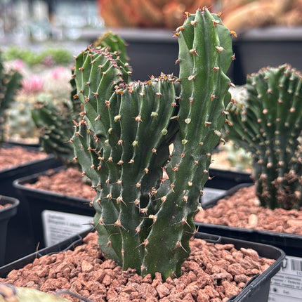 Euphorbia triangularis f. cristata