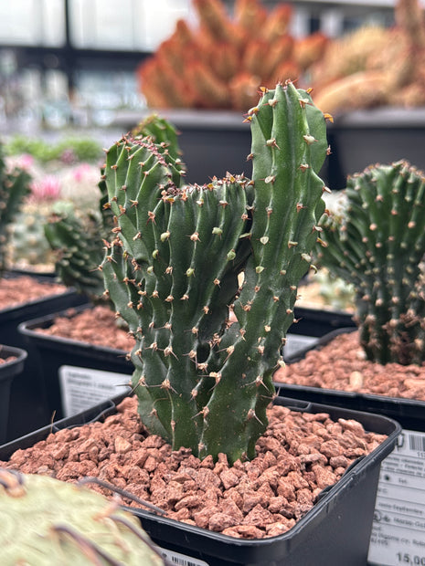 Euphorbia triangularis f. cristata
