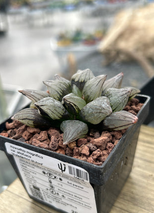 Haworthia atrofusca 'Watermelon Mutant'