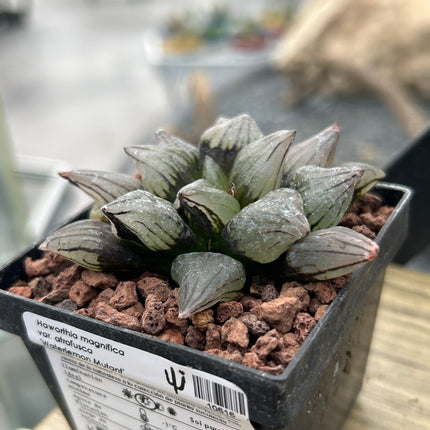 Haworthia atrofusca ‘Watermelon Mutant’