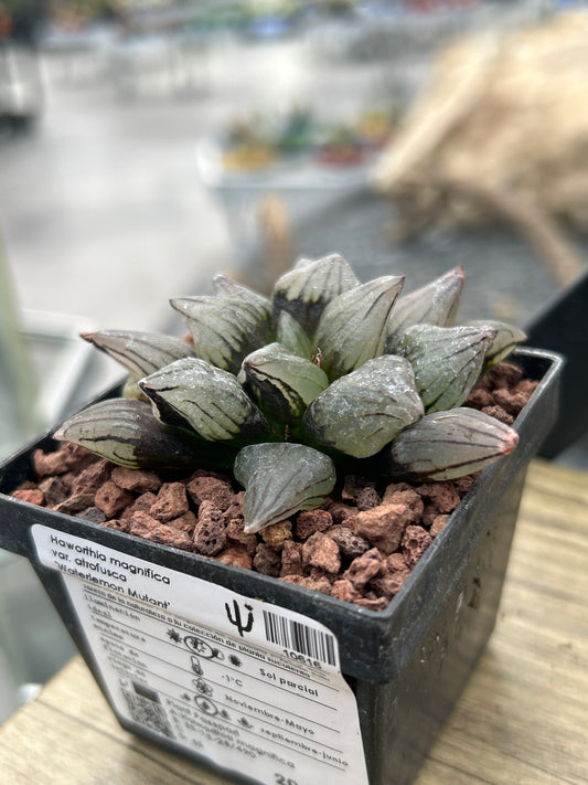 Haworthia atrofusca 'Watermelon Mutant'