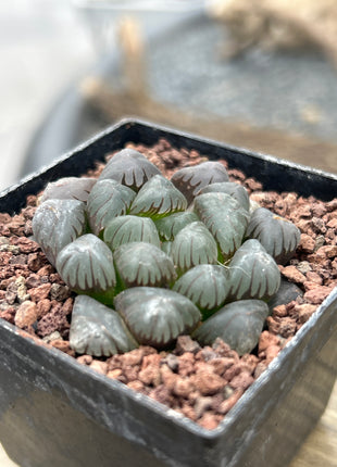 Haworthia ikra 'Yamada black' (H. cooperi var. truncata)