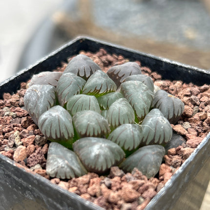 Haworthia ikra 'Yamada black'(H. cooperi var. truncata )