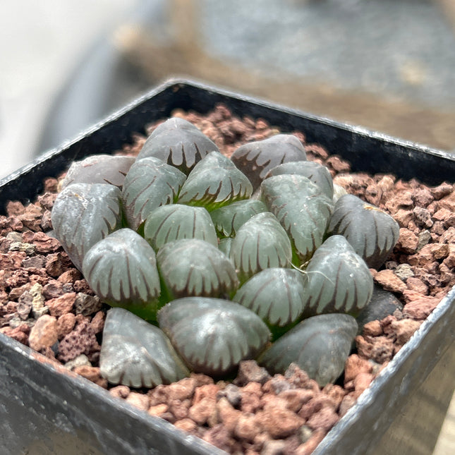 Haworthia ikra 'Yamada black'(H. cooperi var. truncata )