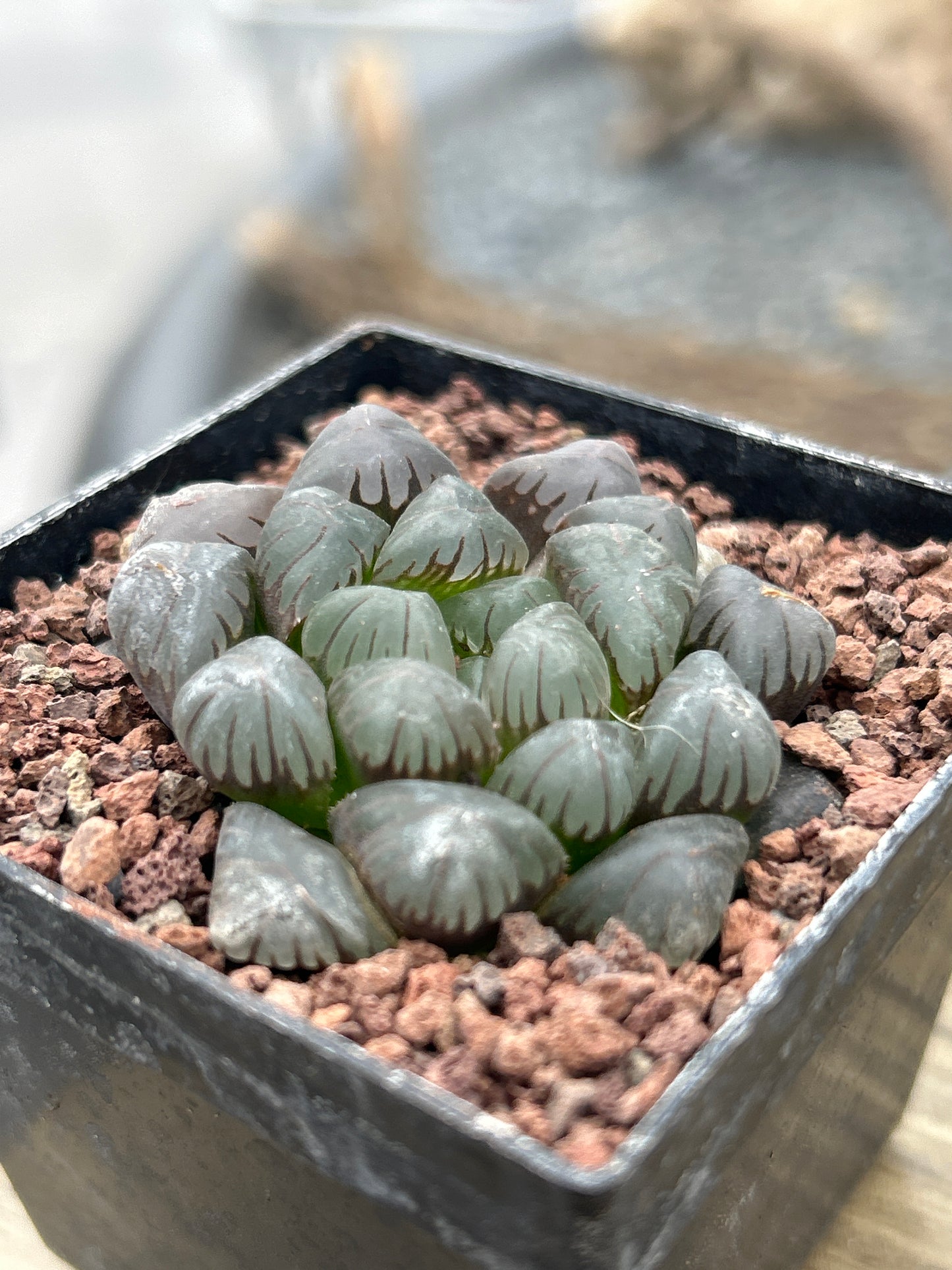 Haworthia ikra 'Yamada black'(H. cooperi var. truncata )