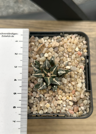 Ariocarpus kotschoubeyanus elephantidens MMR10 Beautiful view