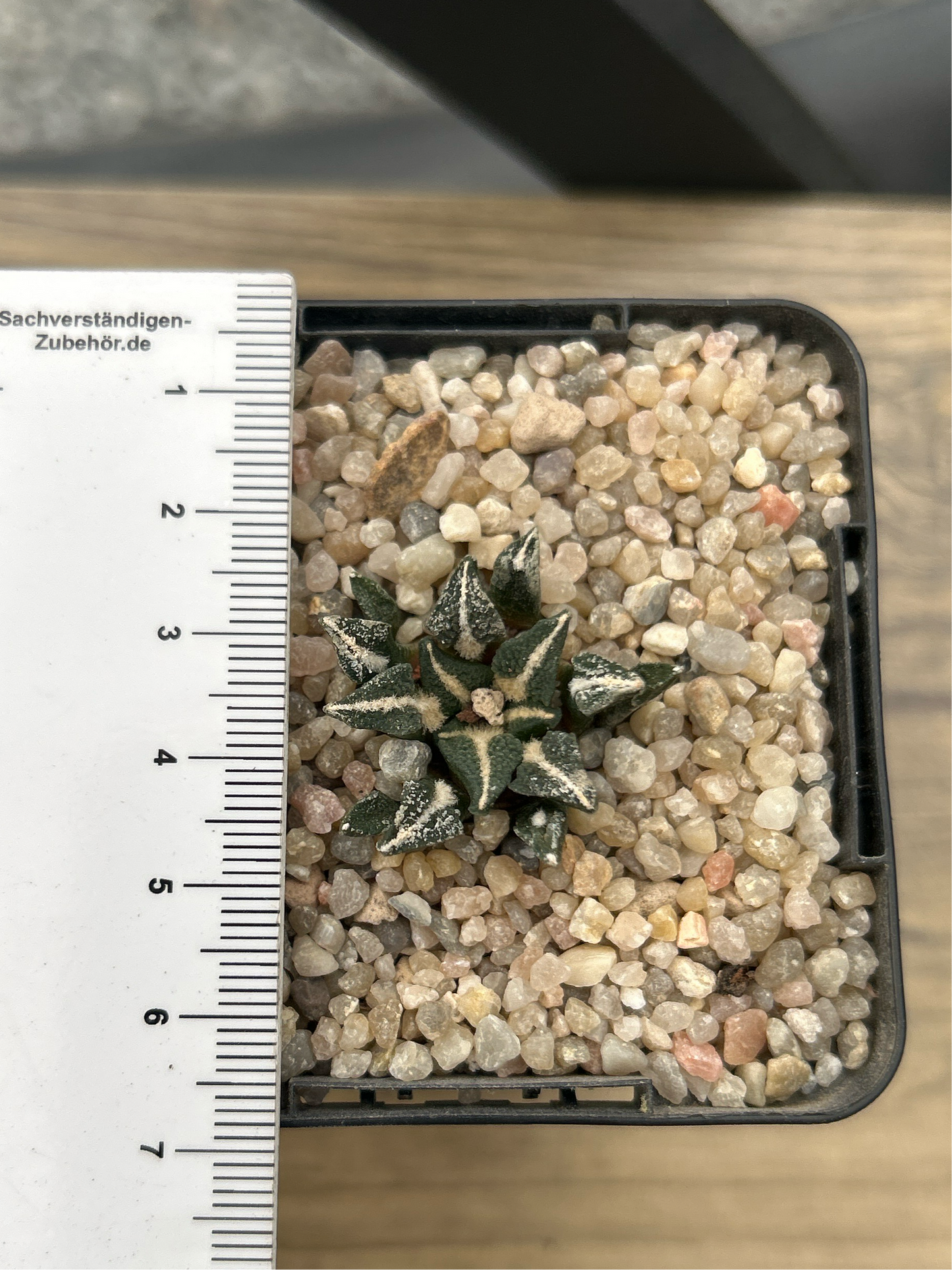 Ariocarpus kotschoubeyanus Elephantidens MMR10 Schöne Aussicht