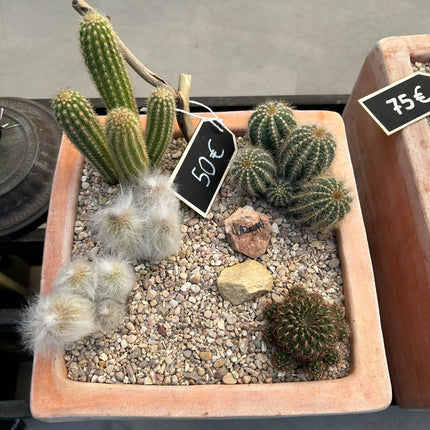 Cactus Composition #1 (In-Store Pickup)