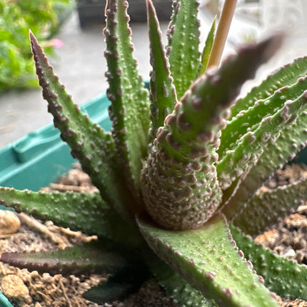 Haworthiopsis scabra f. tuberculata IB5150