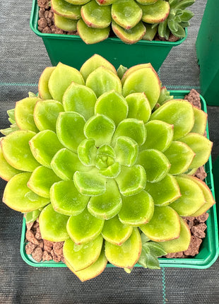 x Cremneria 'Chubbs'