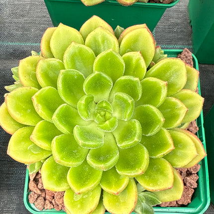 x Cremneria ‘Chubbs’