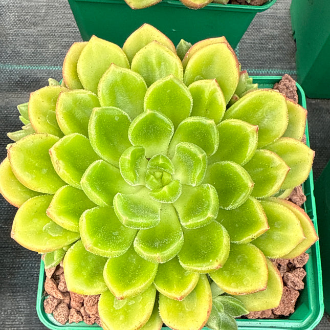 x Cremneria ‘Chubbs’