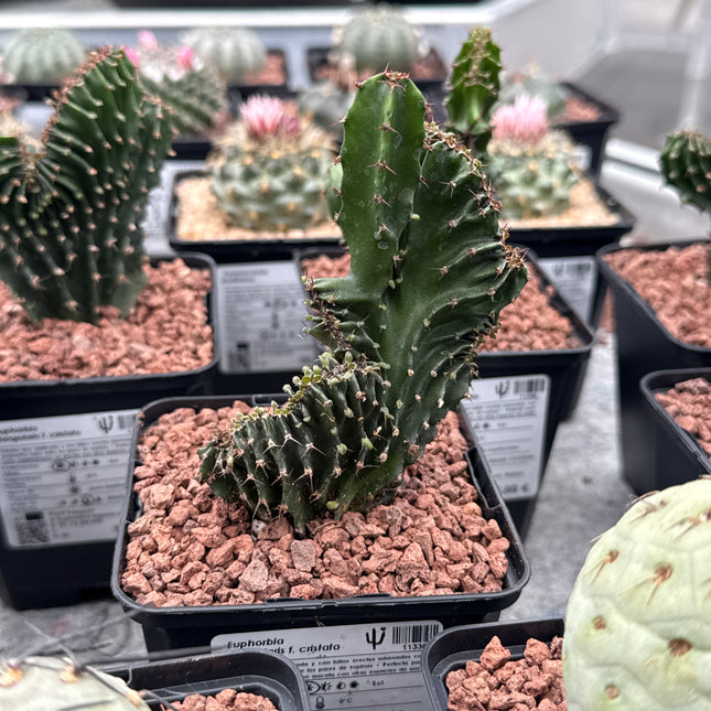 Euphorbia triangularis f. cristata