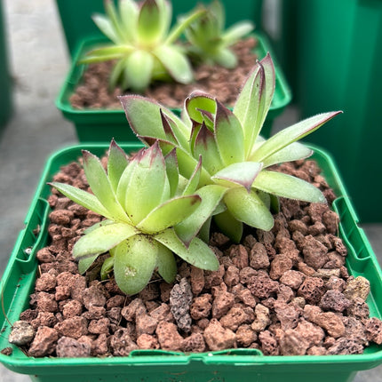 Sempervivum tectorum