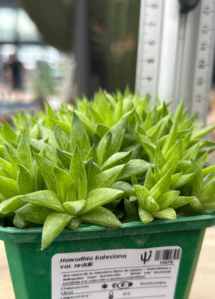 Haworthia batesiana var. reddii