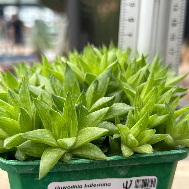 Haworthia batesiana var. reddii