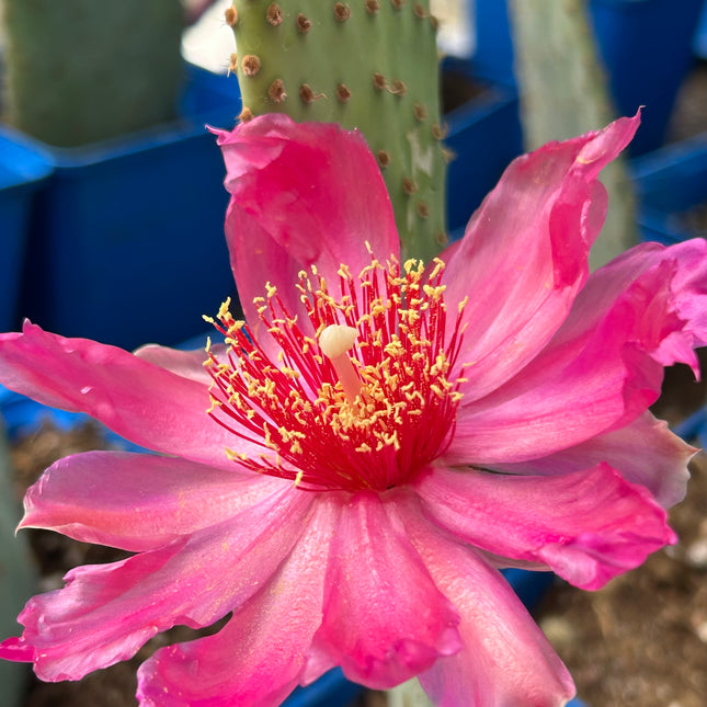 Opuntia basilaris var. longibracteata