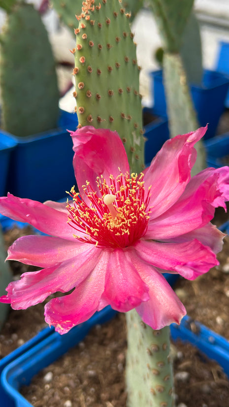Opuntia basilaris var. longibracteata