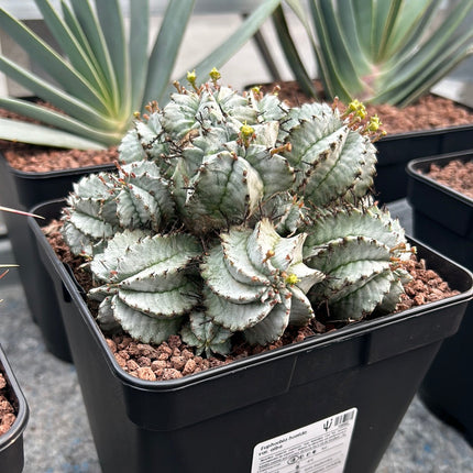 Euphorbia horrida var. Sunrise
