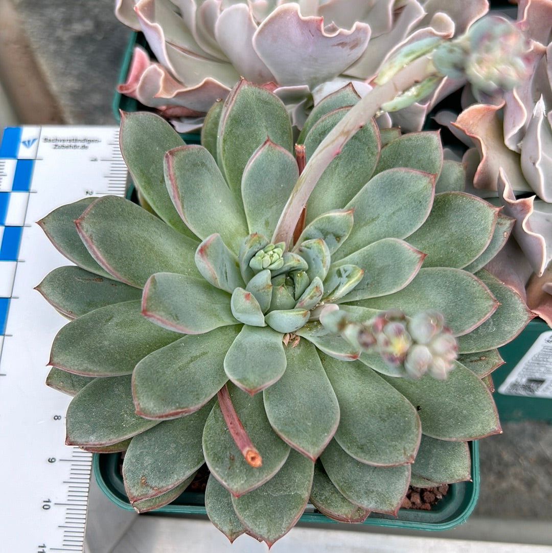 Echeveria chihuahuensis