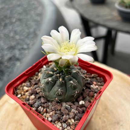 Gymnocalicyum baldianum