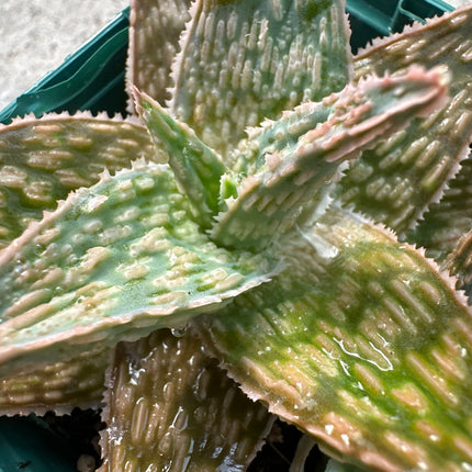 Aloe ‘Sugar Crystal’ | Aloe hibrido europeo