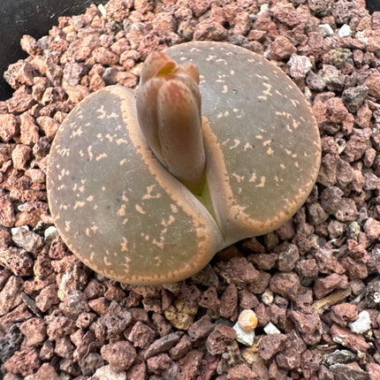 Lithops aucampiae ‘Nugget’