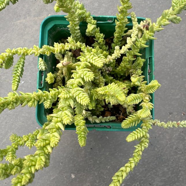 Watch Chain Plant