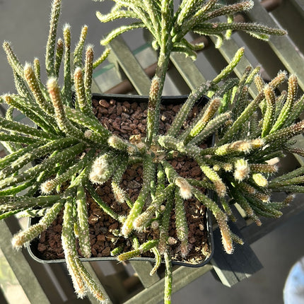 Rhipsalis pilocarpa