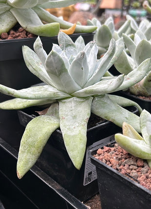 Dudleya pachyphytum "chalk immortelle"