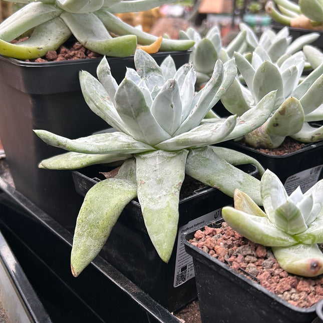 Dudleya pachyphytum