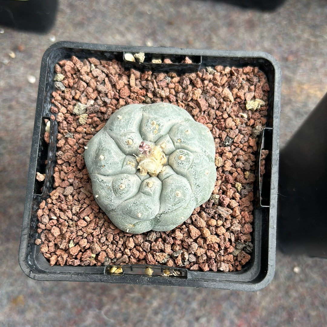 Lophophora williamsii (Peyote)