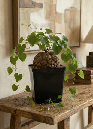 Dioscorea elephantipes “Planta Tortuga”