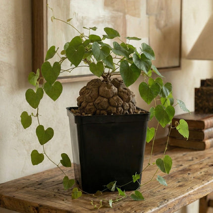 Dioscorea elephantipes “Planta Tortuga”