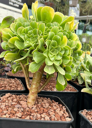 Aeonium pseudotabuliforme