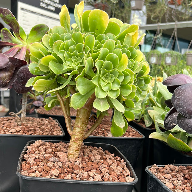Aeonium pseudotabuliforme