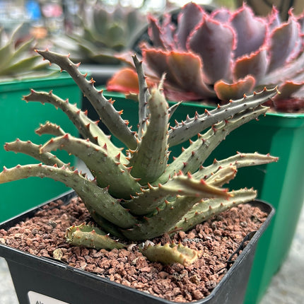 Aloe Castilloniae