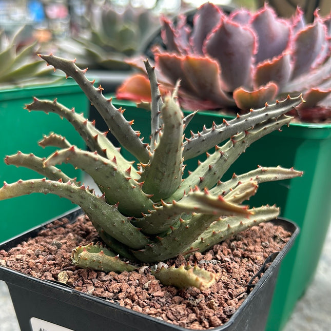 Aloe castilloniae
