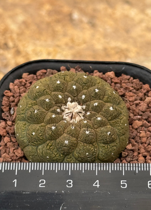 Copiapoa hypogaea ‘Lizard Skin’