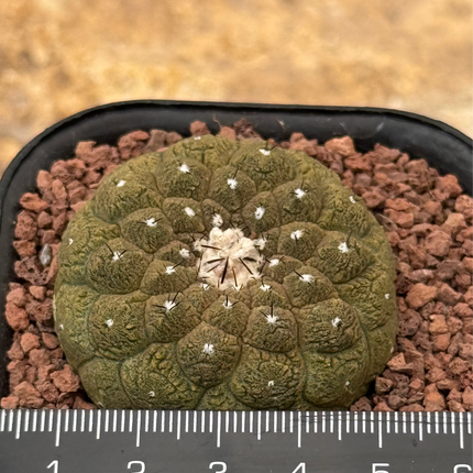 Copiapoa hypogaea ‘Lizard Skin’
